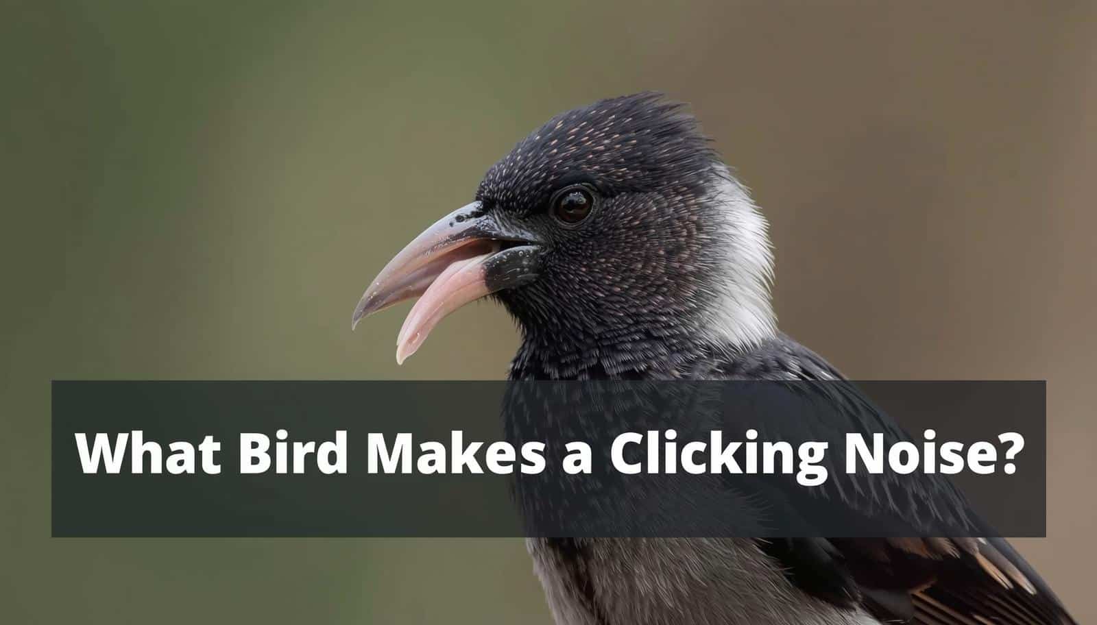 What Bird Makes a Clicking Noise