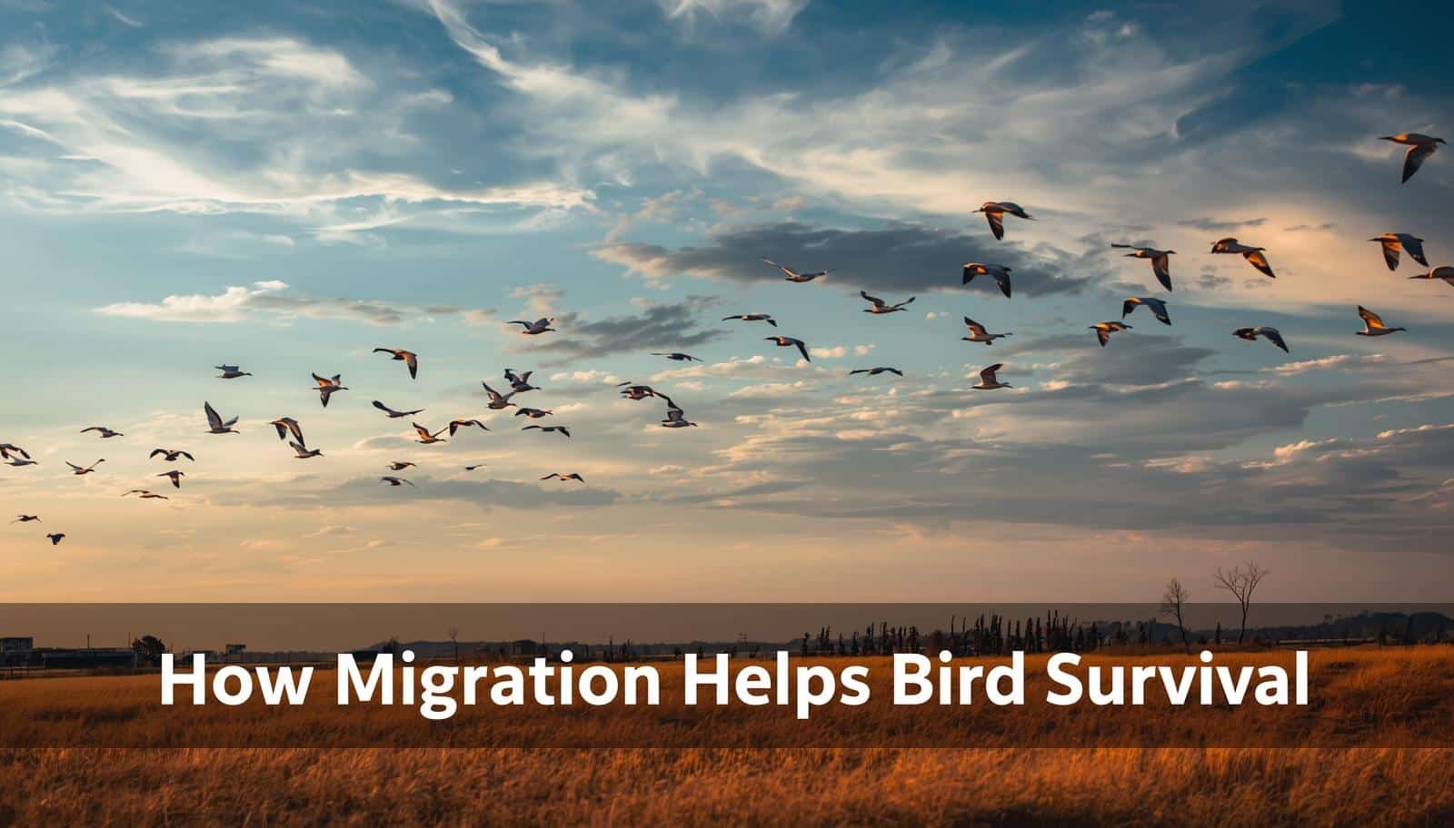 How Migration Helps Bird Survival