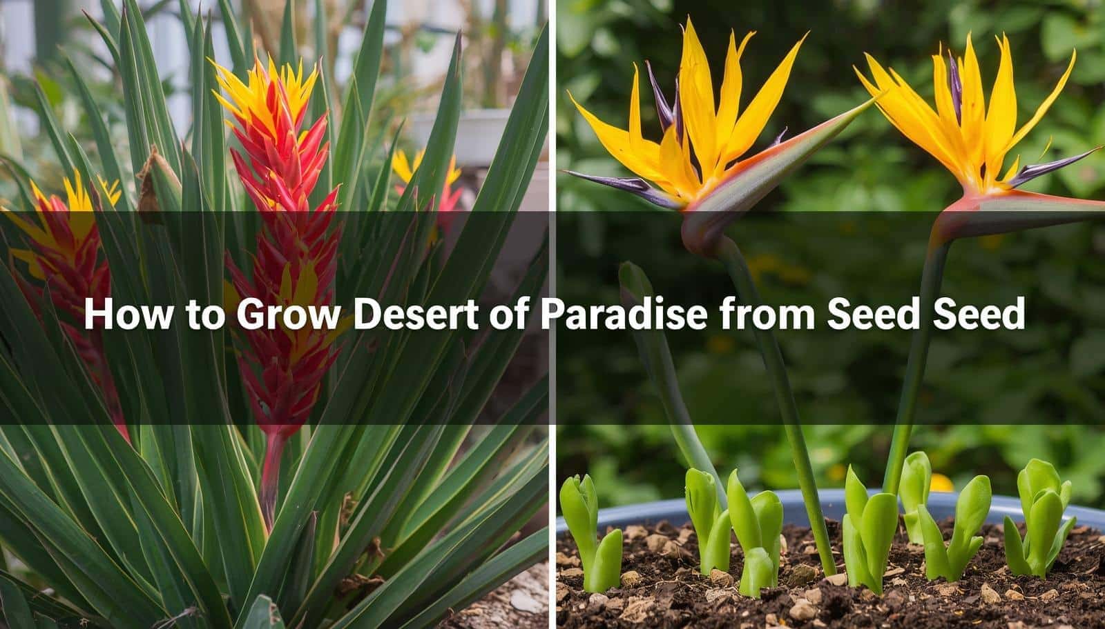 How to Grow Desert Bird of Paradise from Seed