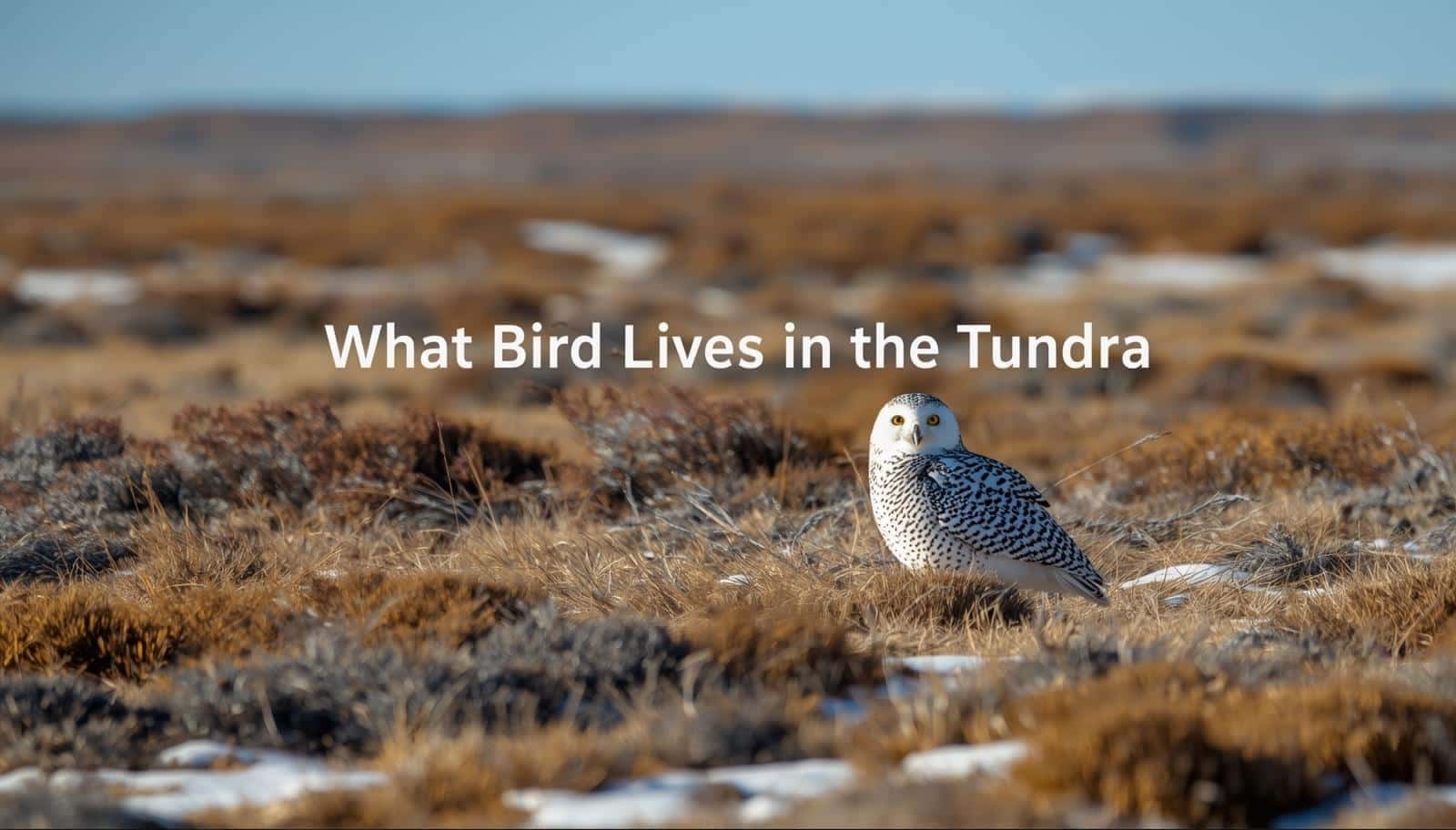 What Bird Lives in the Tundra