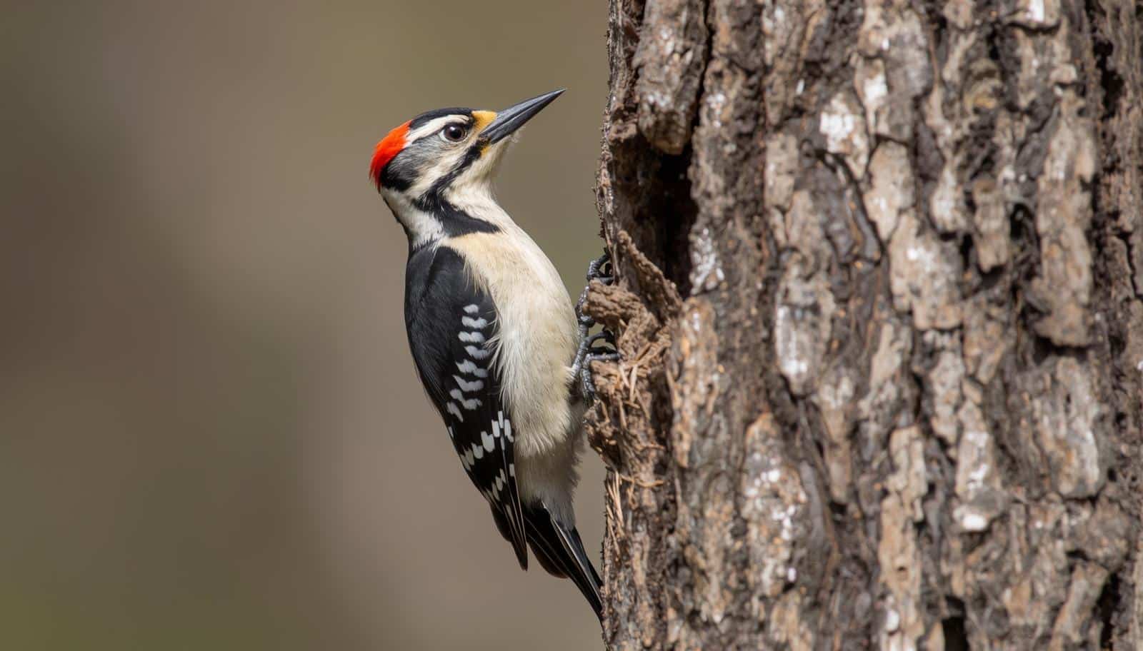 Is Woodpecker a Perching Bird