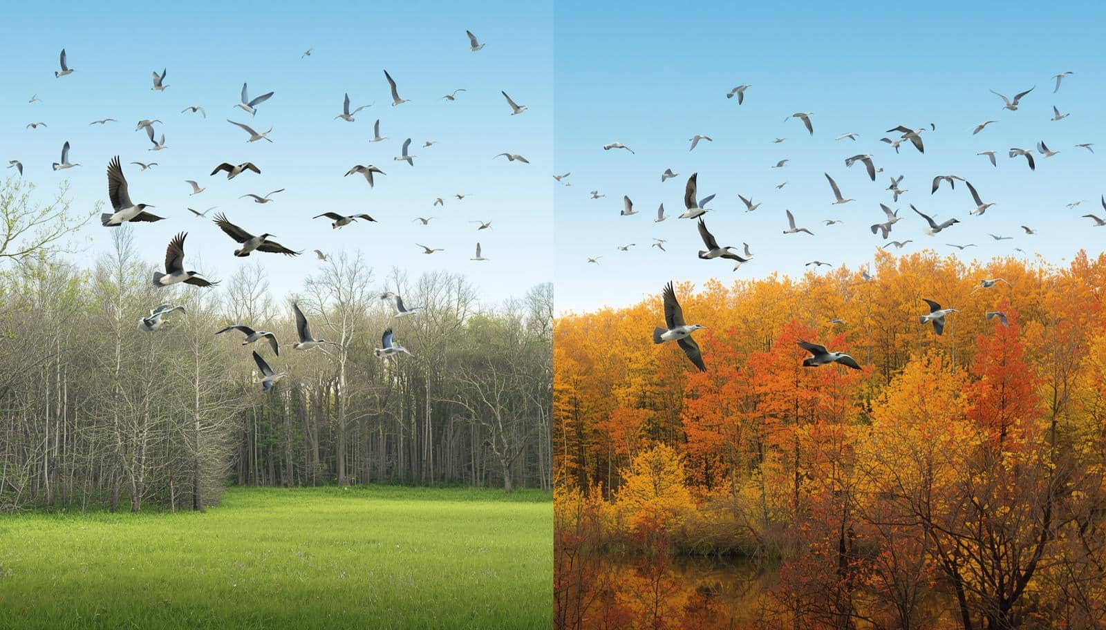 When Do Birds Migrate: Unveiling Nature’s Incredible Journey