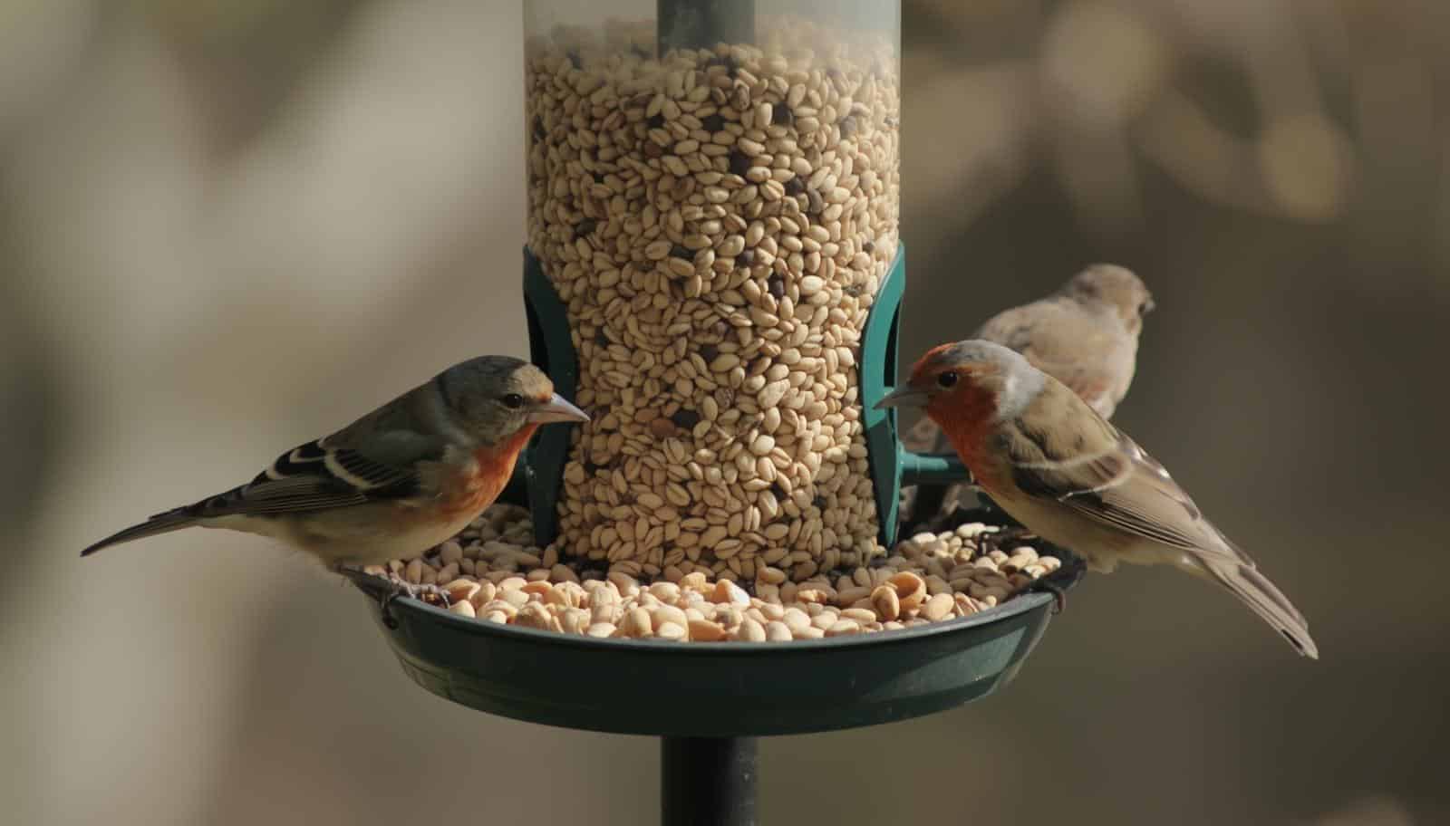 Choosing the right bird seed to attract different bird species