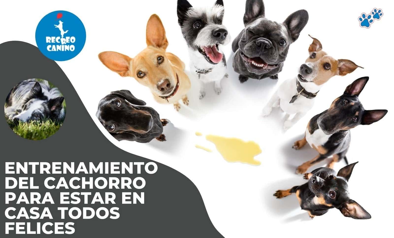 Entrenamiento del cachorro para estar en casa todos felices Recreo Canino paseador de perros socializacion entrenamiento del comportamiento del perro, los fundamentos de la formación del perro, la formación del perro, la formación de la obediencia del perro, paseador canino, pensionado canino