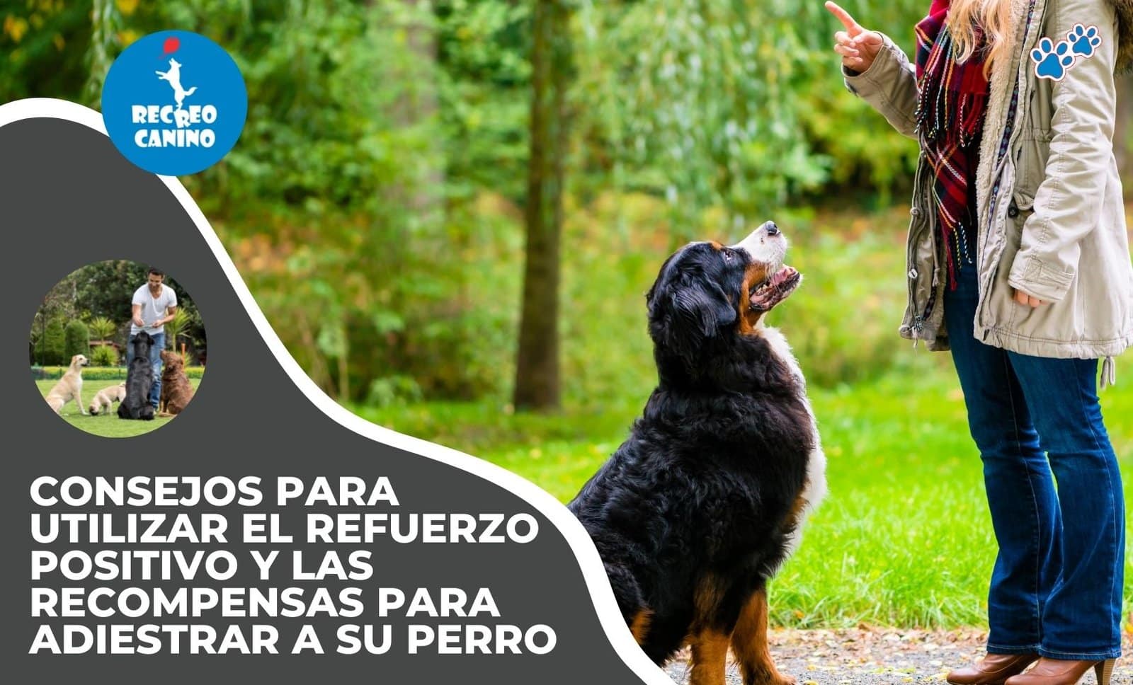 Recreo Canino y refuerzo positivo en el adiestramineto de sus perros refuerzo positivo, premiar al perro, adiestrar al perro, adiestramiento de perros, recompensa efectiva, líder de la manada, adiestramiento de recompensa, manada de perros