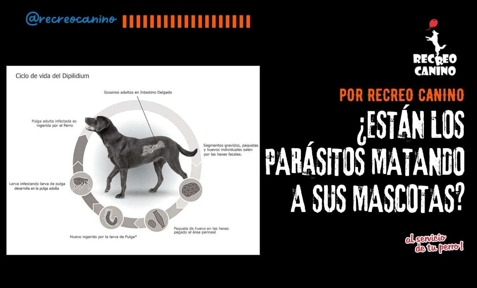Combatir los parasitos de su perro adoptar un perro, adoptar, adoptar, perros, perro, cachorros, cachorro, akc