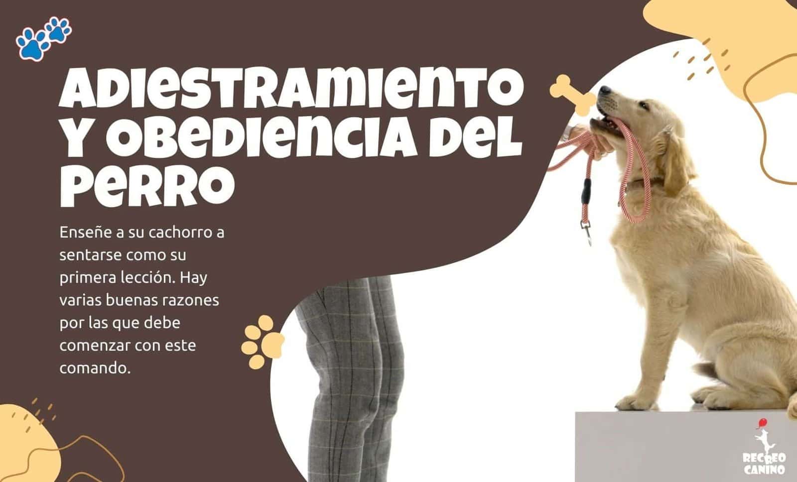 Enseñar a su perro le ayuda en generar un buen vinculo por recreo canino adiestramiento de perros. collar de adiestramiento de perros. adiestramiento de perros