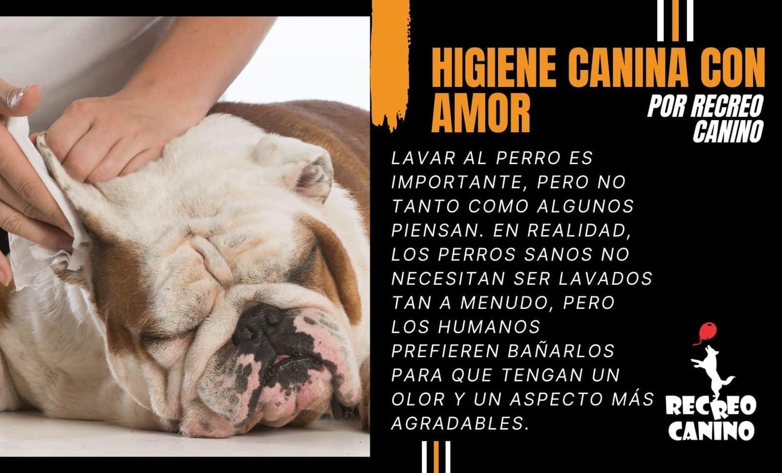 Higiene canina con Amor por recreo canino paseador de perros montevideo Higiene canina con Amor