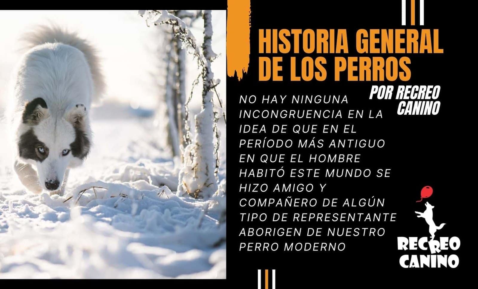 Historia general de los perros por recreo canino paseador de perros libres en manada Historia general de los perros por recreo canino paseador de perros