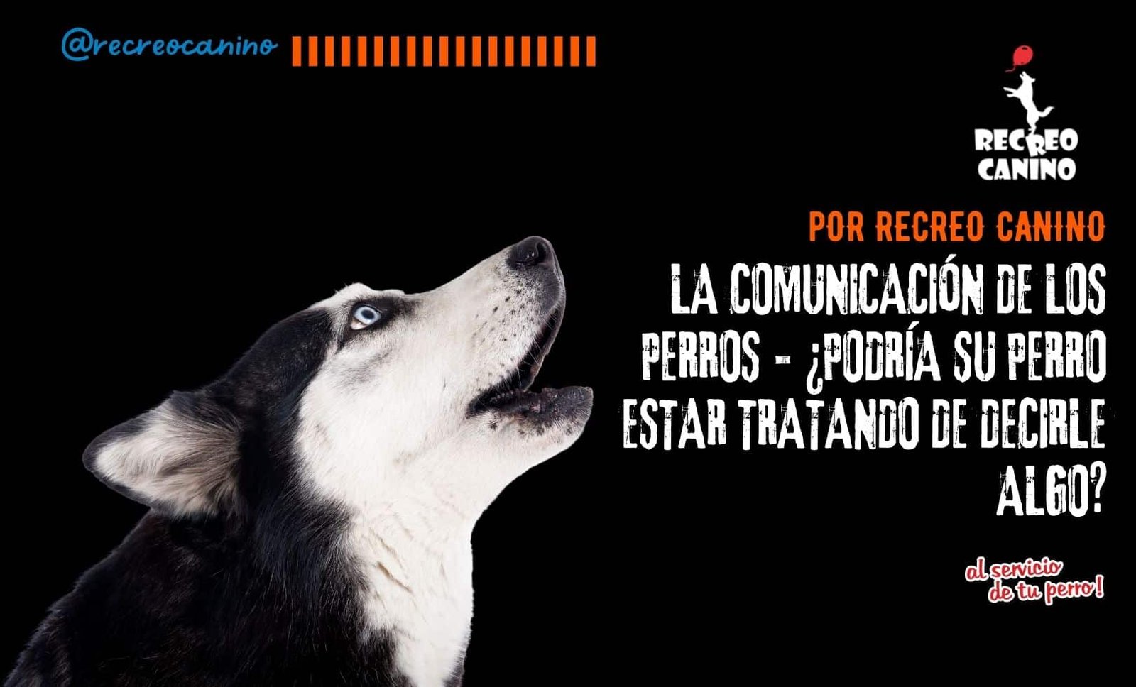 La comunicación de los perros por recreo canino perro, perros, cachorro, animal, animales, gato, gatos, mascota, mascotas, comunicación