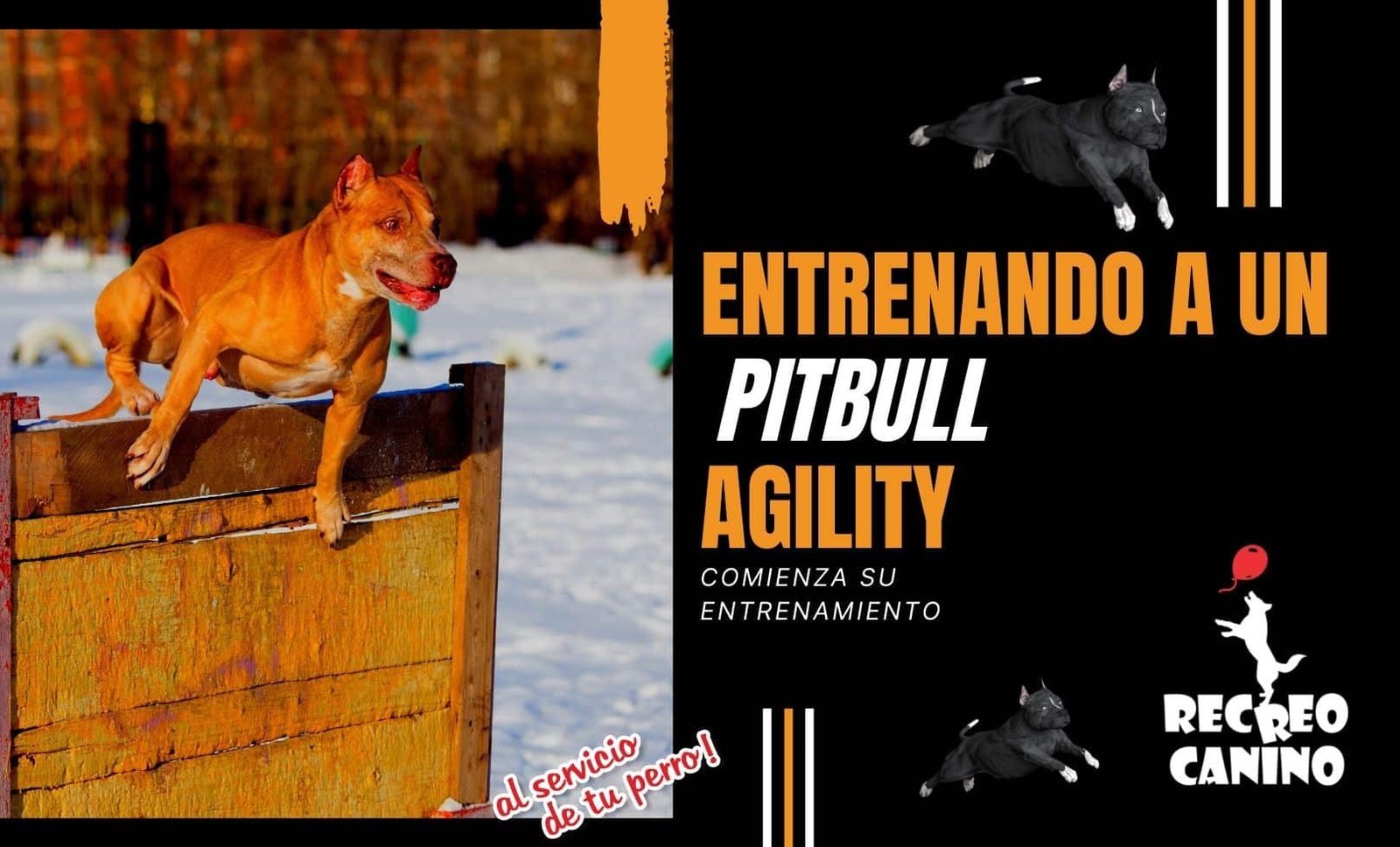 agility entrenado a tu pitbull por recreo canino paseador de perros y socializacion canina en la chacra Agility Dog Training And Pit Bull Terriers