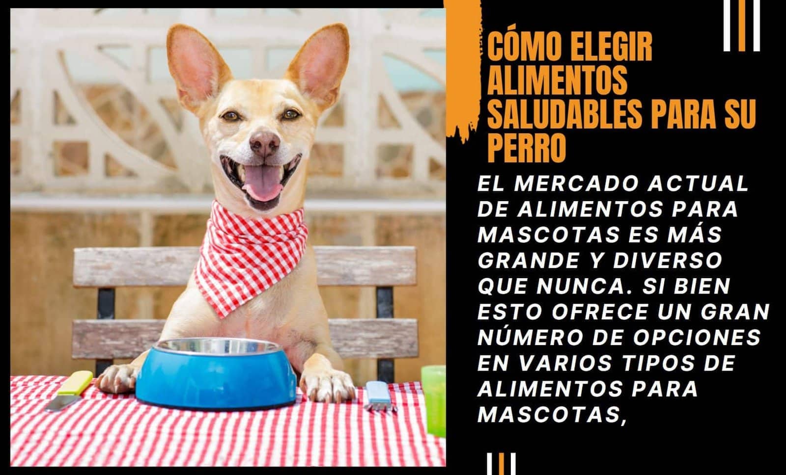 Cómo elegir alimentos saludables para su perro una posibilidad la dieta barf Cómo elegir alimentos saludables para su perro