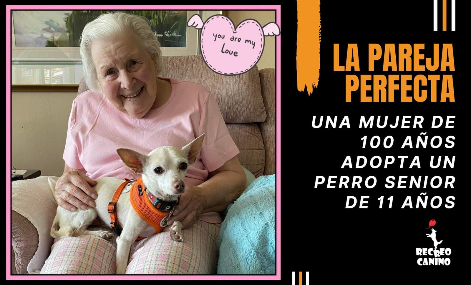 Ella cuenta tambien con un paseador de perros Cómo hacer que el perro aprenda a socializar si es adulto