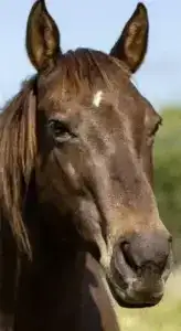 Rio broodmare rescued to sanctuary, elegant horse bringing peace and grace to the herd