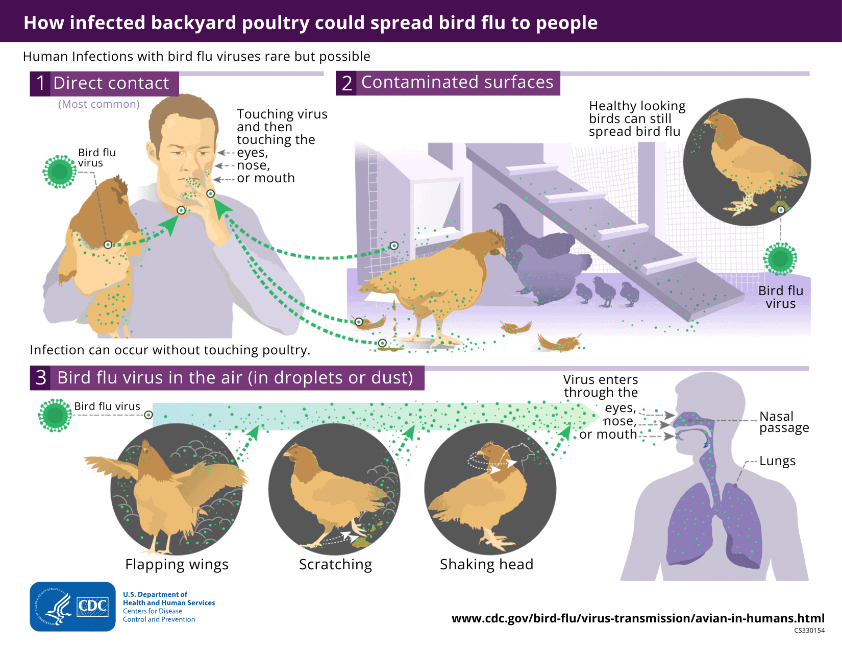 Can Humans Get Bird Flu