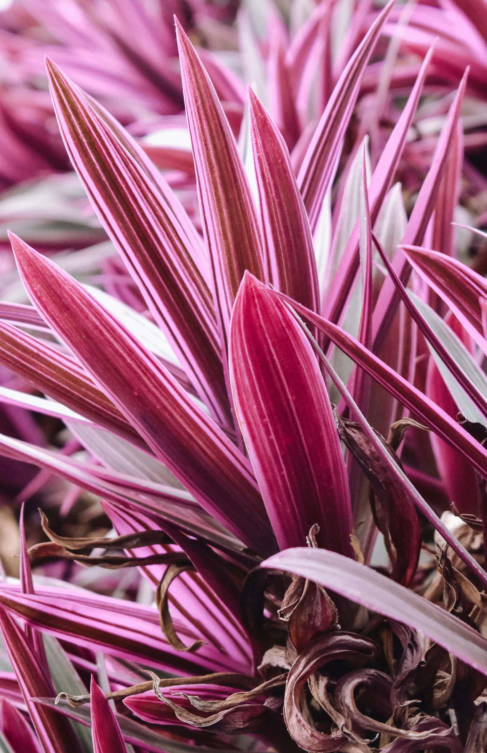 Cordyline australis