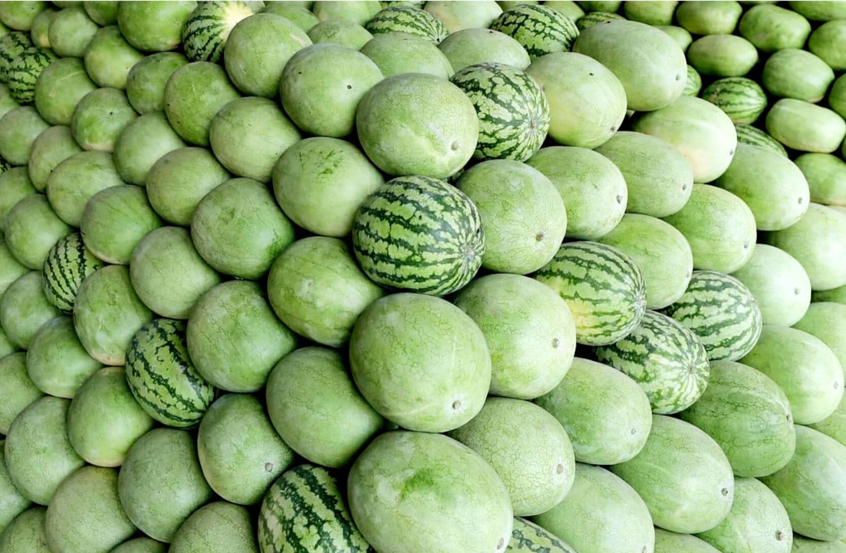 বেলাবতে তরমুজের আগুনে, ক্রেতা কম