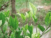 Penyakit greening disebabkan virus yang ditularkan oleh kutu daun - makanan semut rangrang Penyakit greening disebabkan virus yang ditularkan oleh kutu daun - makanan semut rangrang