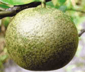 Buah jeruk yang rusak akibat serangan tungau - makanan semut rangrang Buah jeruk yang rusak akibat serangan tungau - makanan semut rangrang