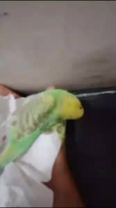How Do You Know If Bird is Dead