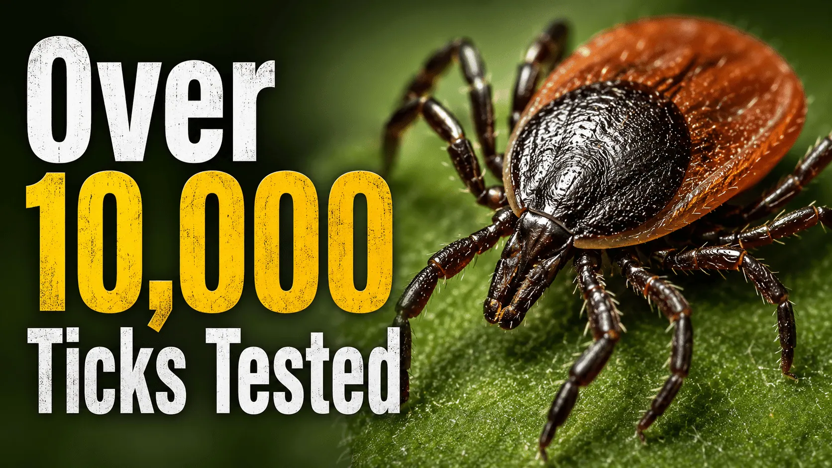 Close-up of an Ixodes tick on a green leaf with bold text reading “Over 10,000 Ticks Tested.”