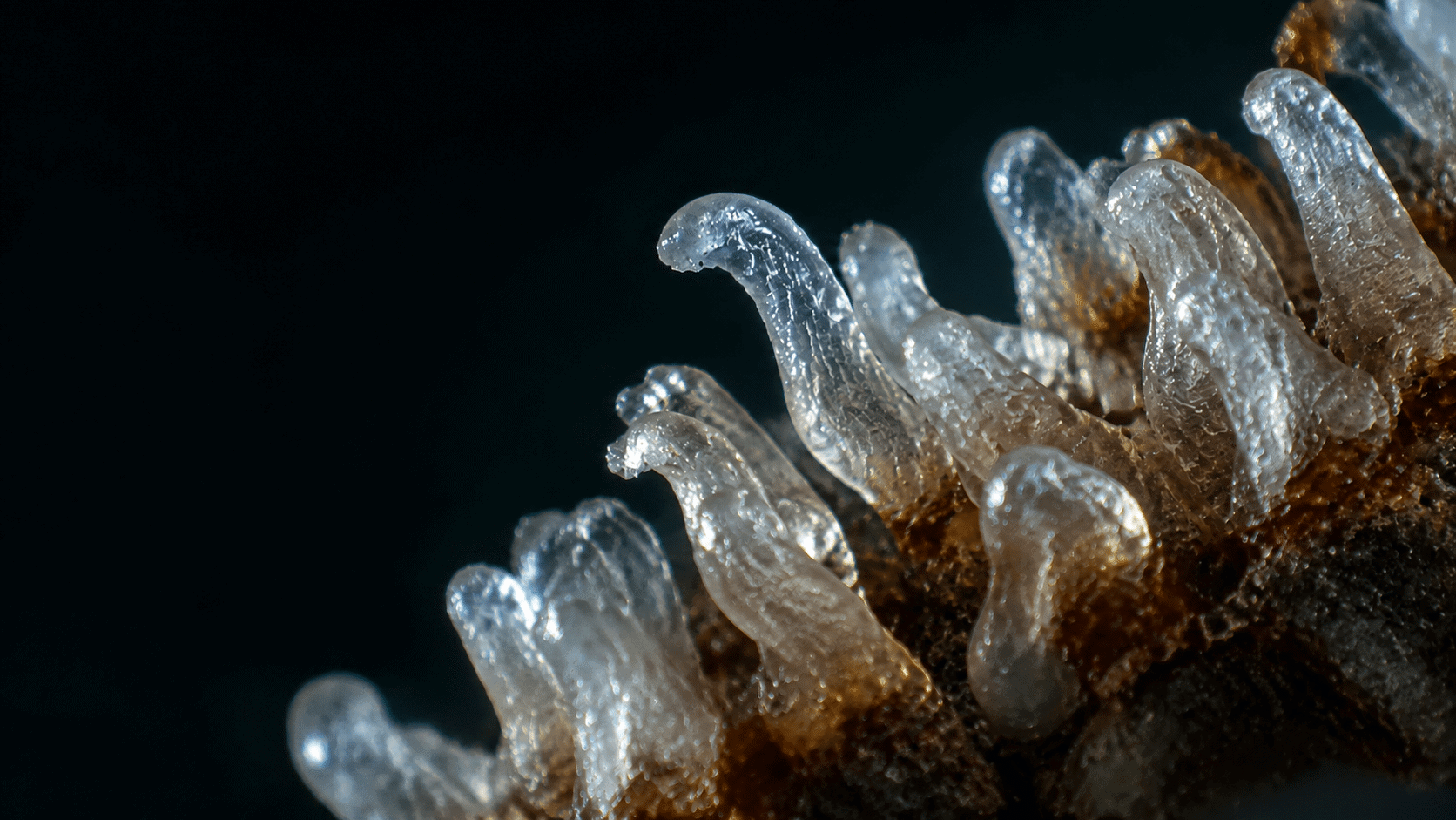 Microscopy-inspired illustration of translucent follicular casts clustered on an amber-colored specimen against a dark background.