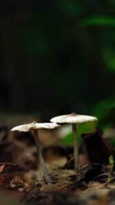 selective focus photography of mushroom