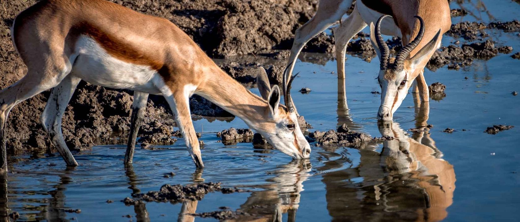 Reisefotografie - Tiere fotografieren