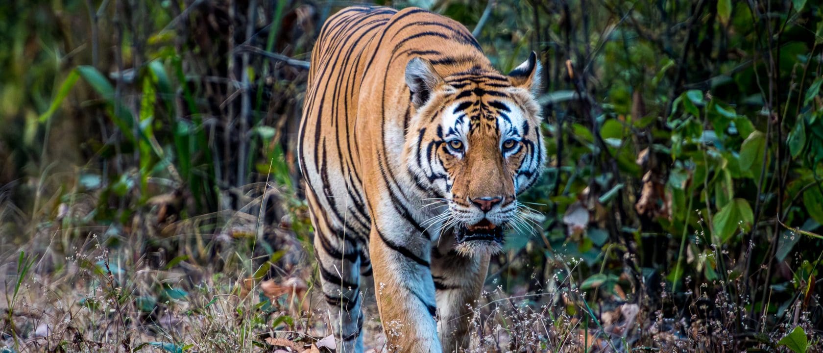 Tiger-Safari in Zentral-Indien
