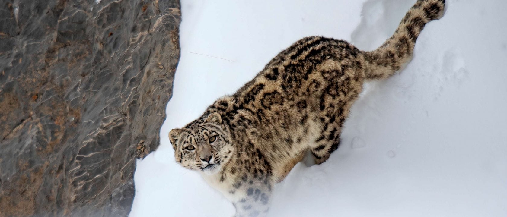 Fotoreise zu den Schneeleoparden