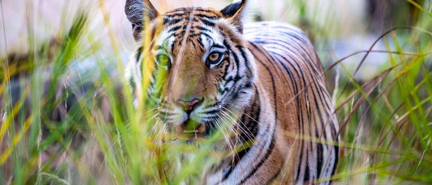 Tiger- & Wildlife-Fotoreise: Auge in Auge mit einem Tiger