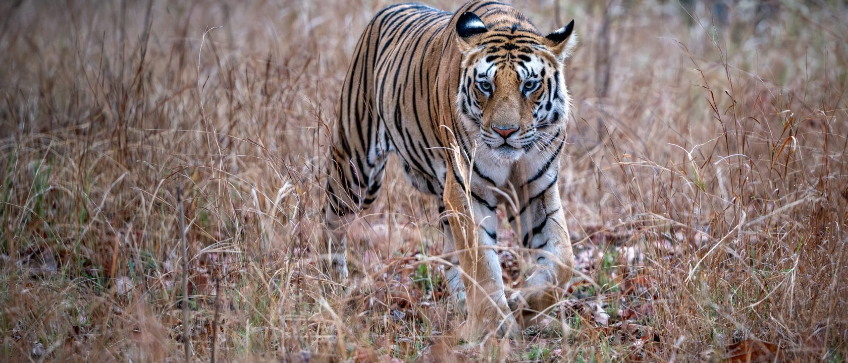 Tiger- & Wildlife-Fotoreise 2026 mit Thorge Berger