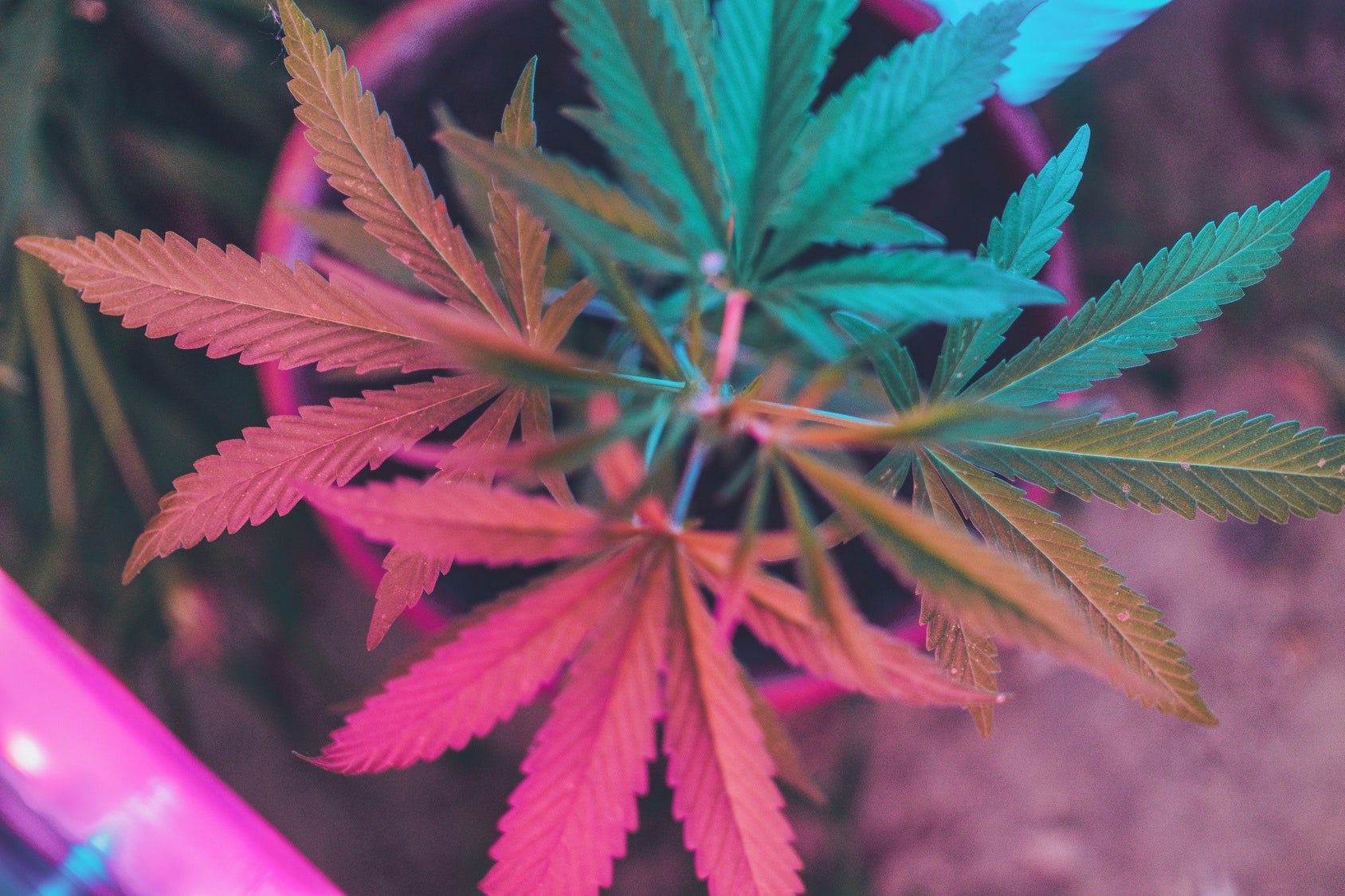 Know more about Cannabis: Flower, Concentrates, & Edibles