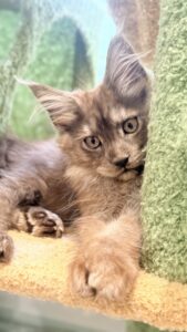 Millie, black smoke Maine Coon kitten from Bellatrix Maine Coons in Oklahoma
