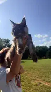 Millie, black smoke European Maine Coon kitten available in Oklahoma