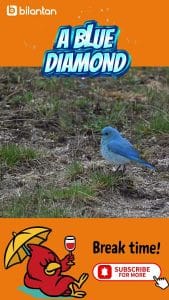 A Bird Breaking a Diamond Mountain