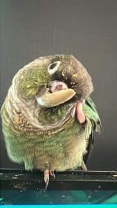 Bird Can'T Close Beak