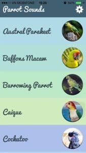 What Sound Does the Parrot Make