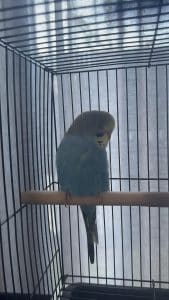 When to Take Bird Out of Quarantine