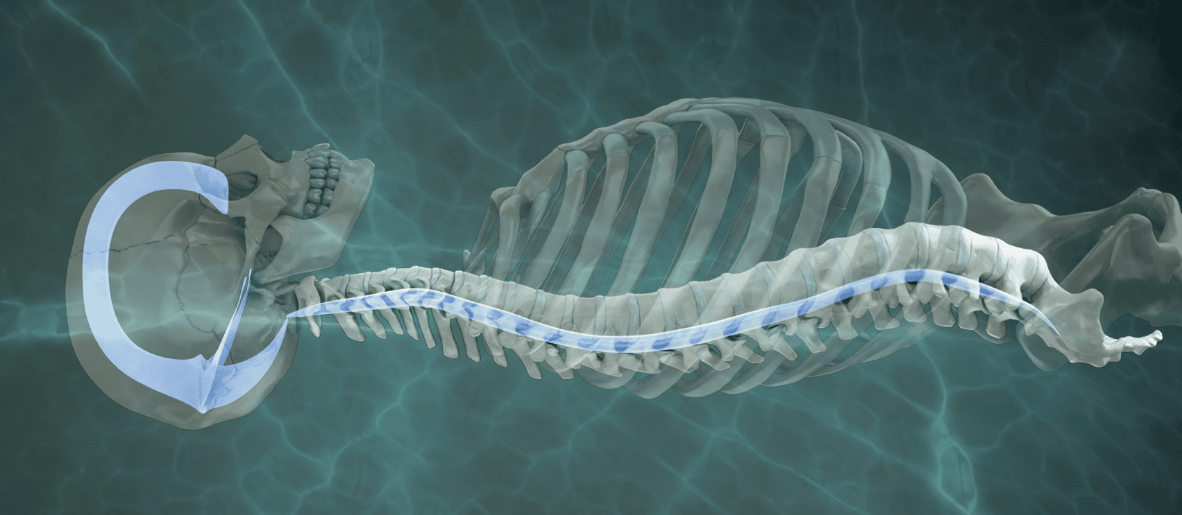 Anatomical illustration showing the dural membrane system extending from the cranium through the spine to the sacrum.