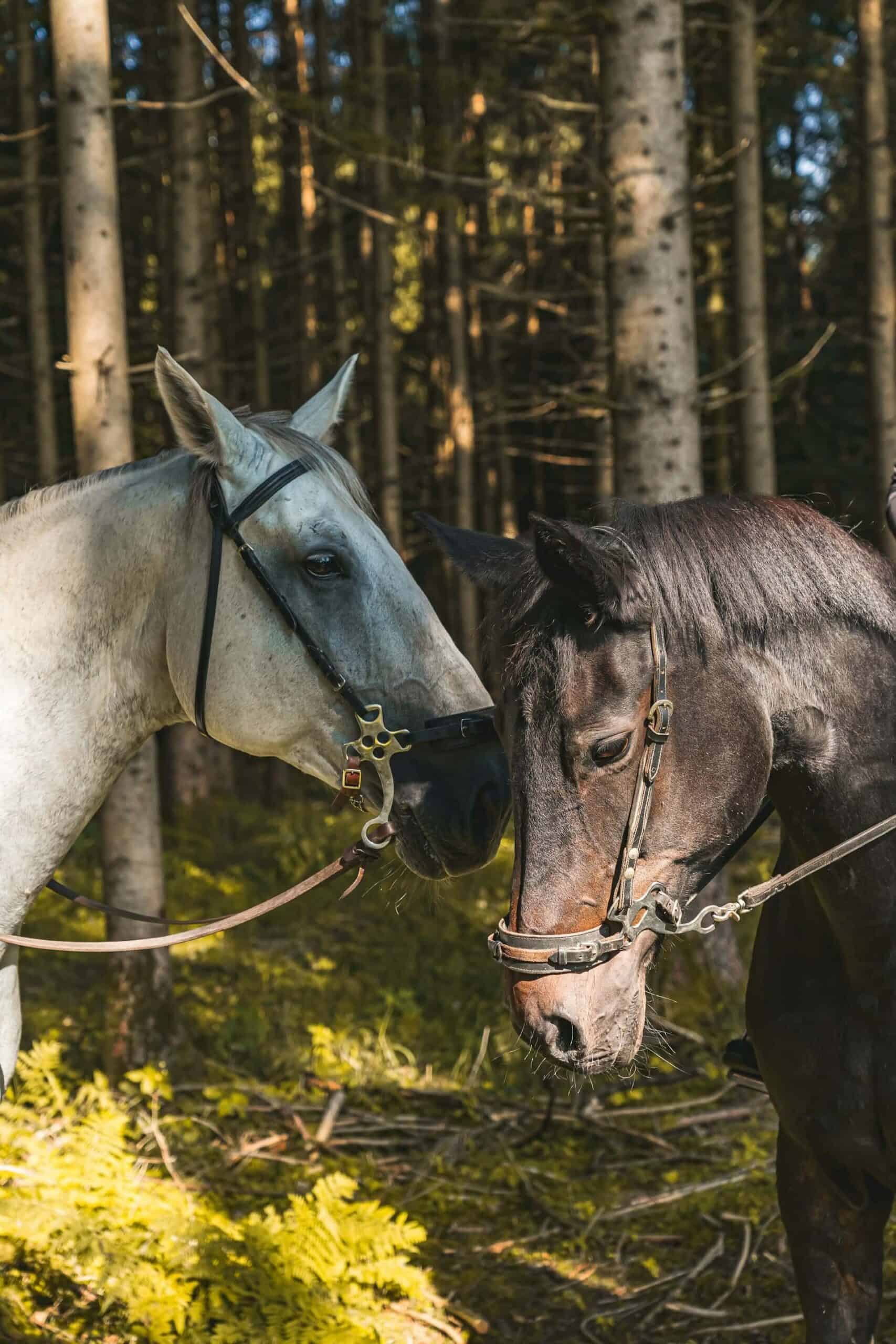 The Best German Horse Names For Mares and Stallions