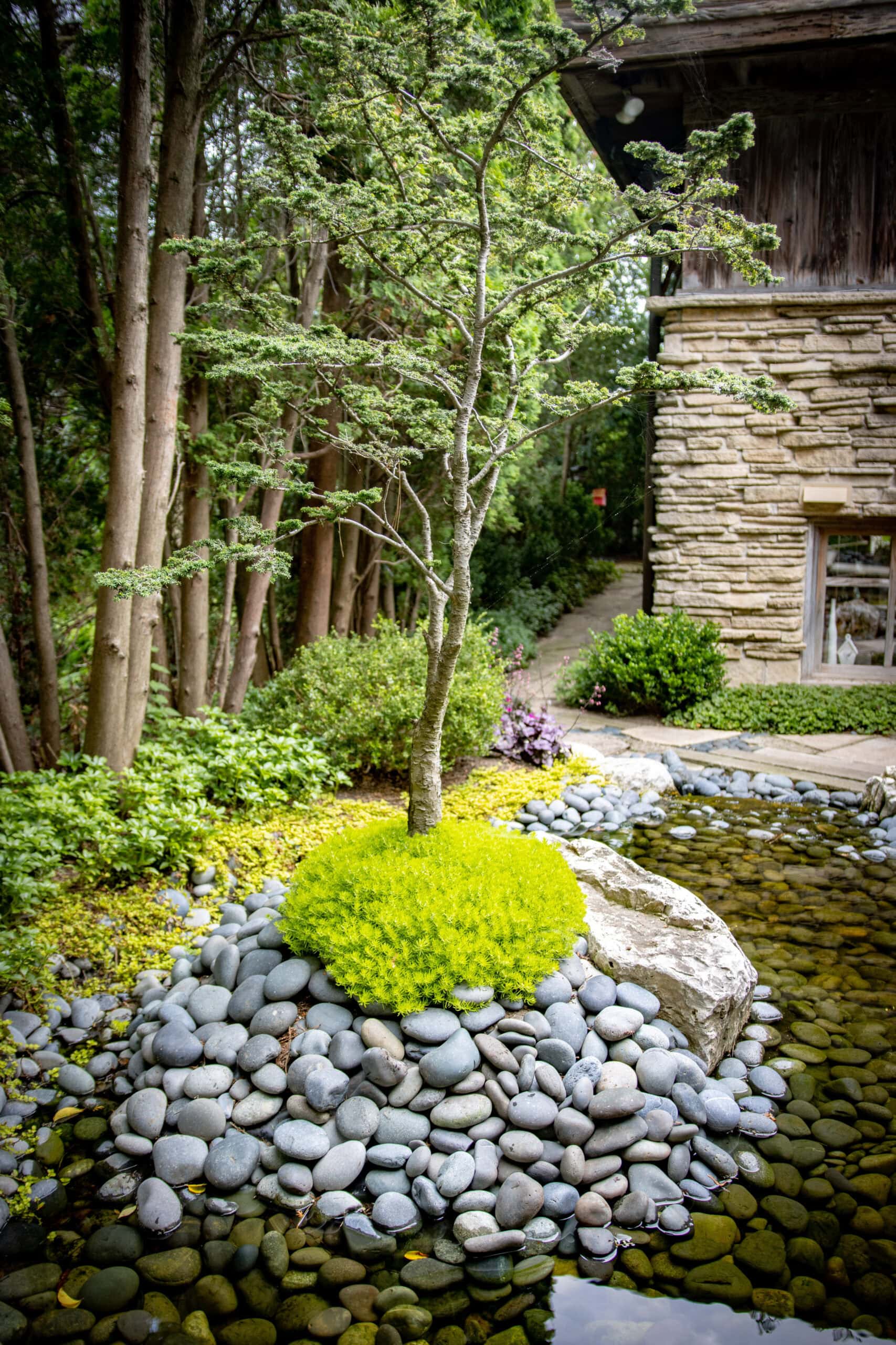 tree surrounded by pond