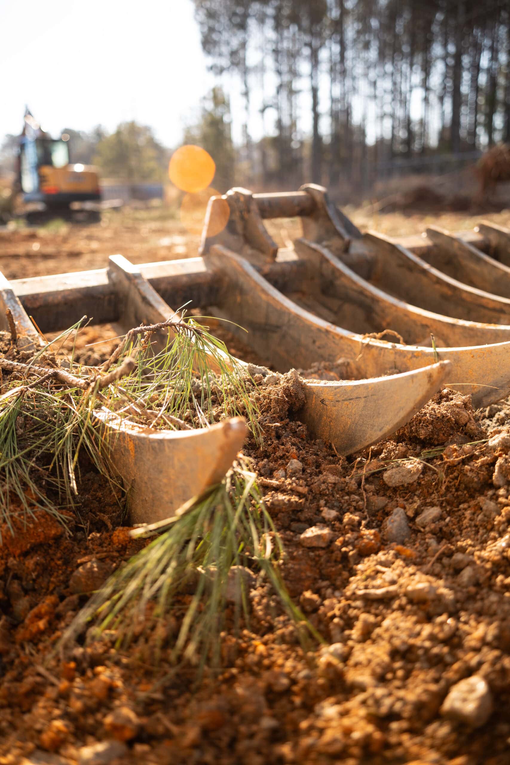 High-risk tree removal service in Campobello SC