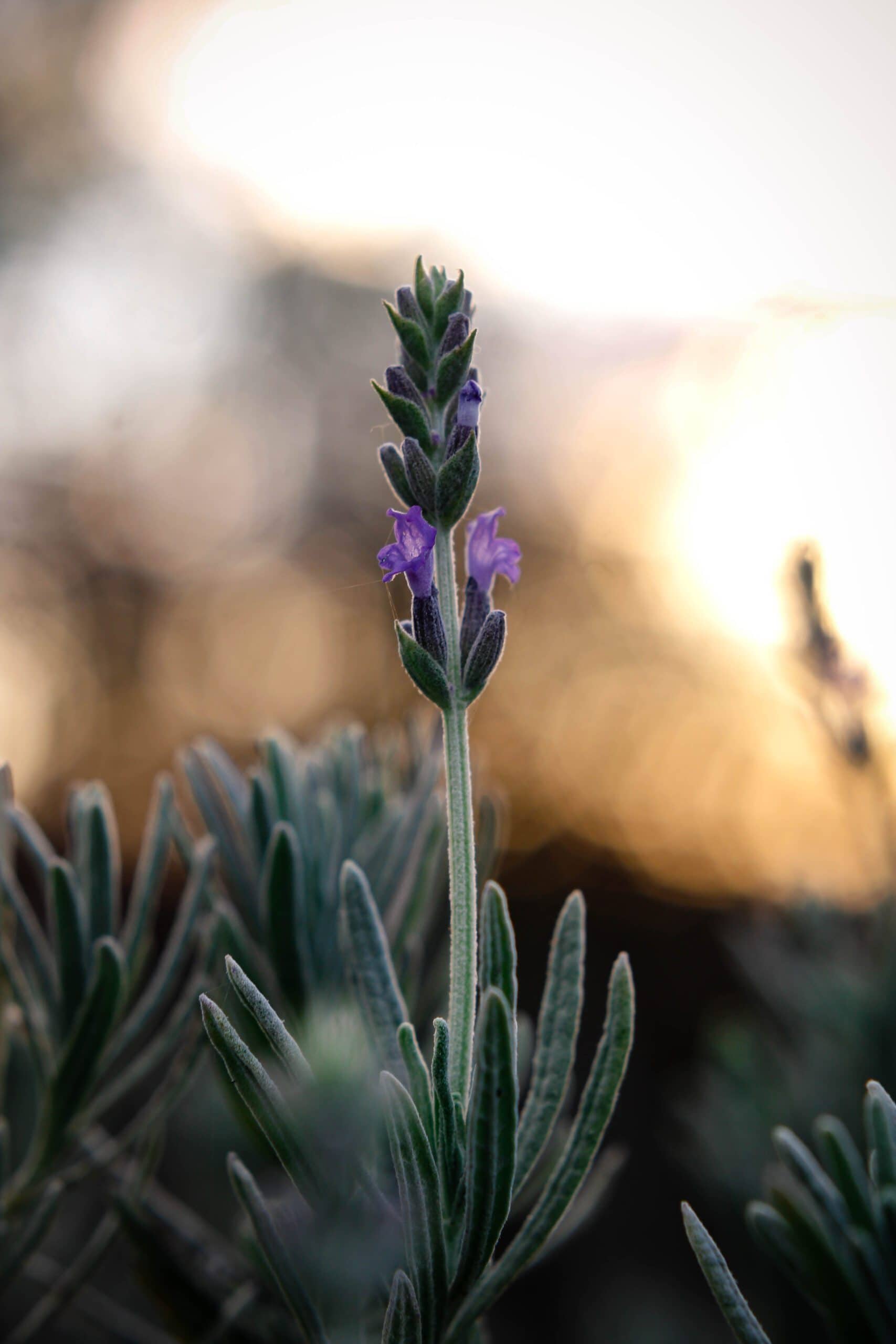 What to Do with Lavender Leaves