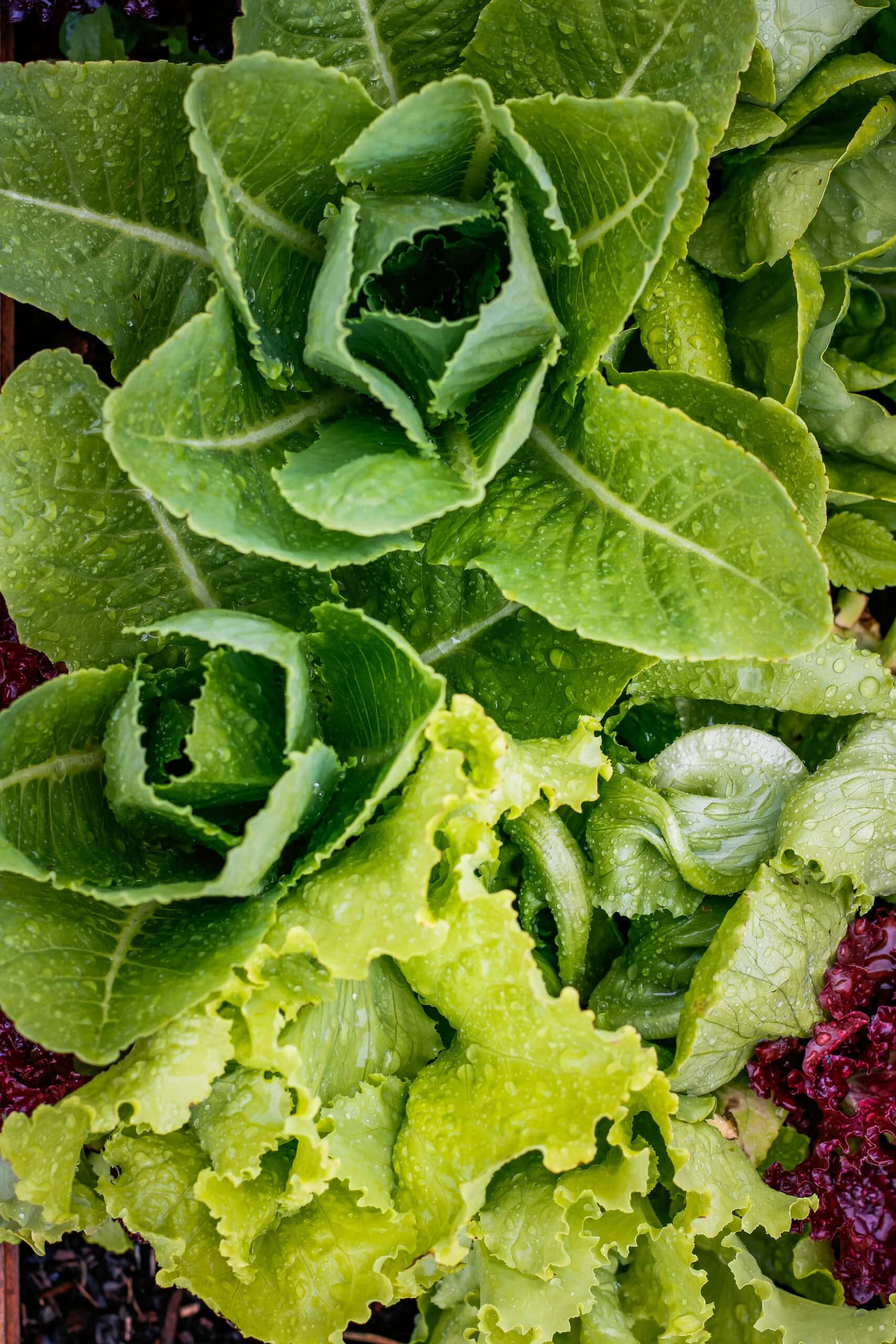 How to Grow Lettuce in South Africa