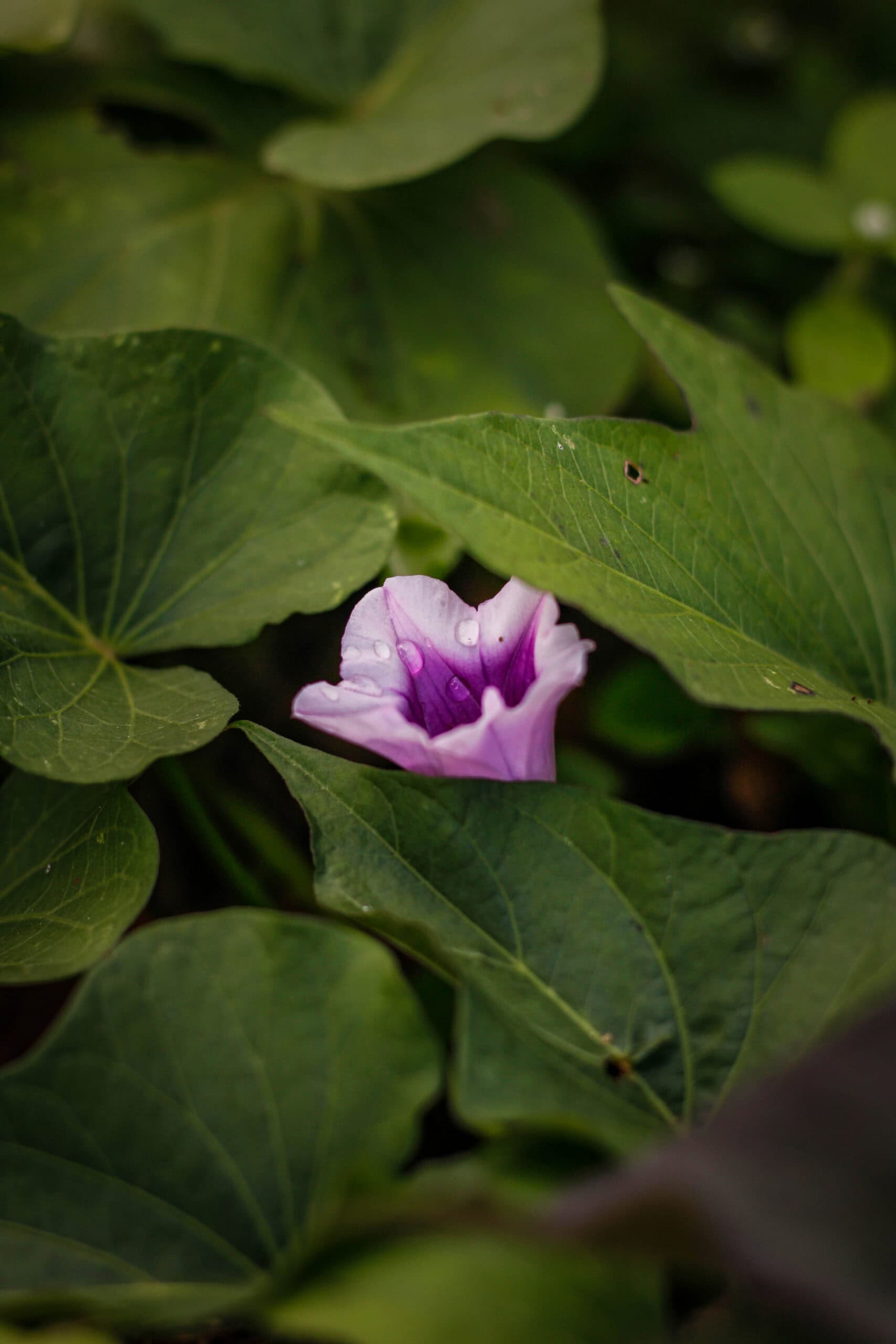 sweet potato flower