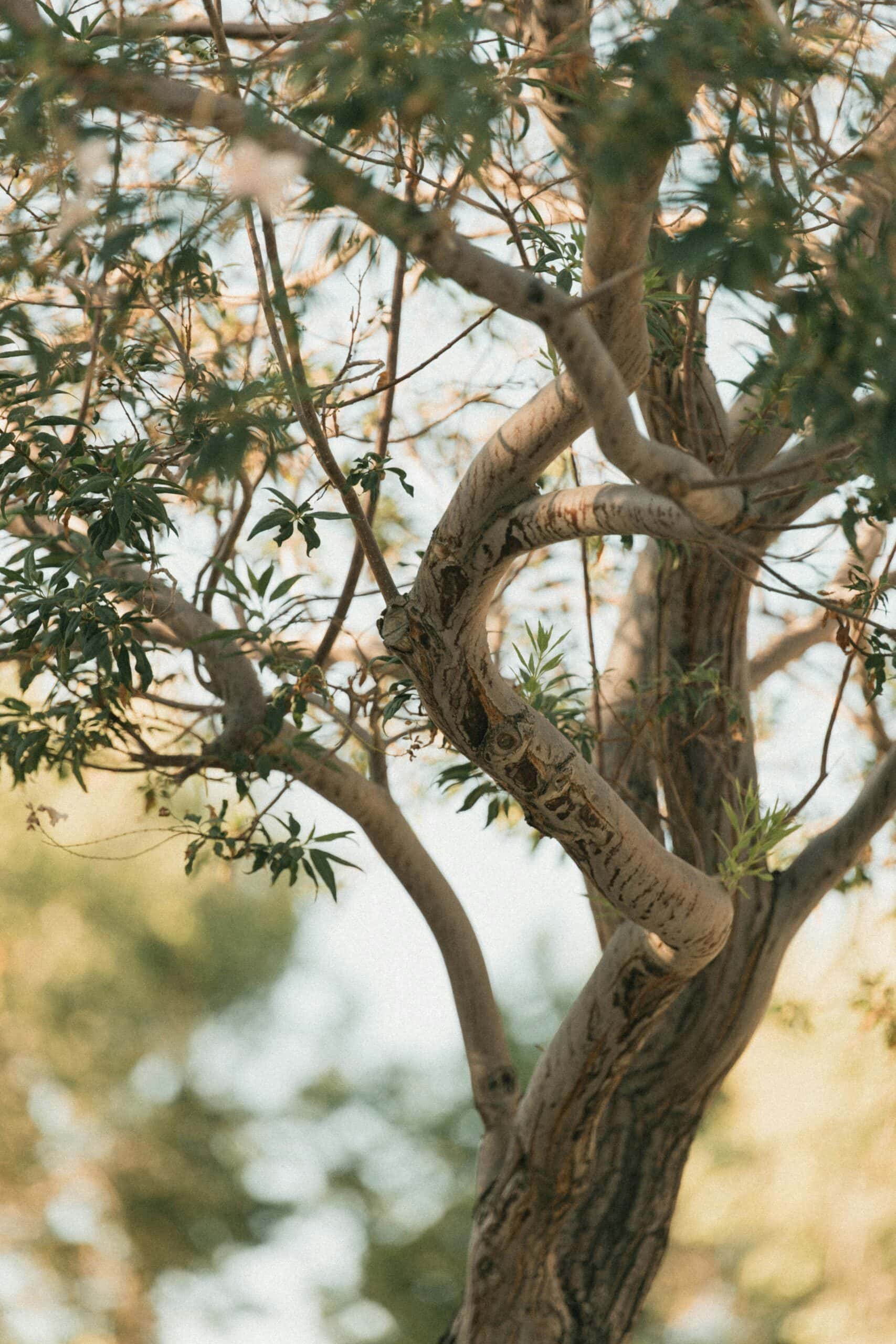 Close-up of a tree with twisting branches and green leaves.