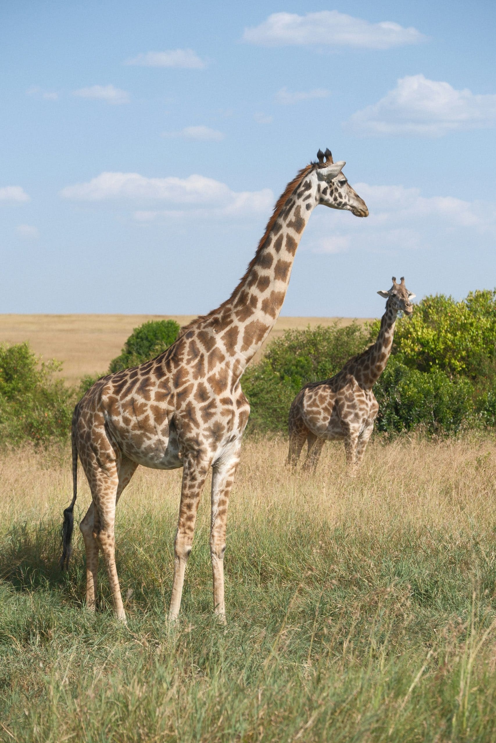 Best Winter Safari Tips