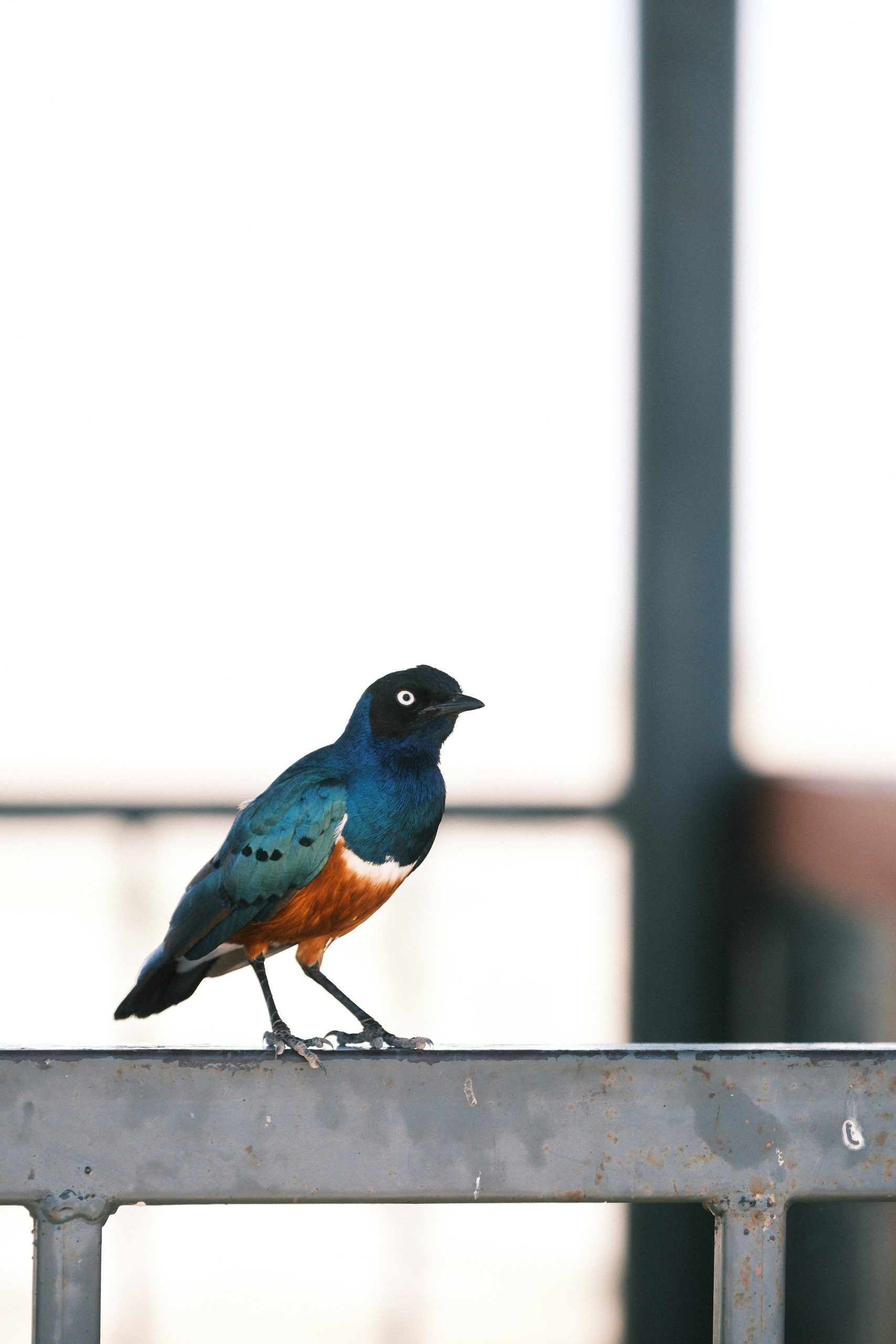 Bird-Watching Safari Tips for Uganda