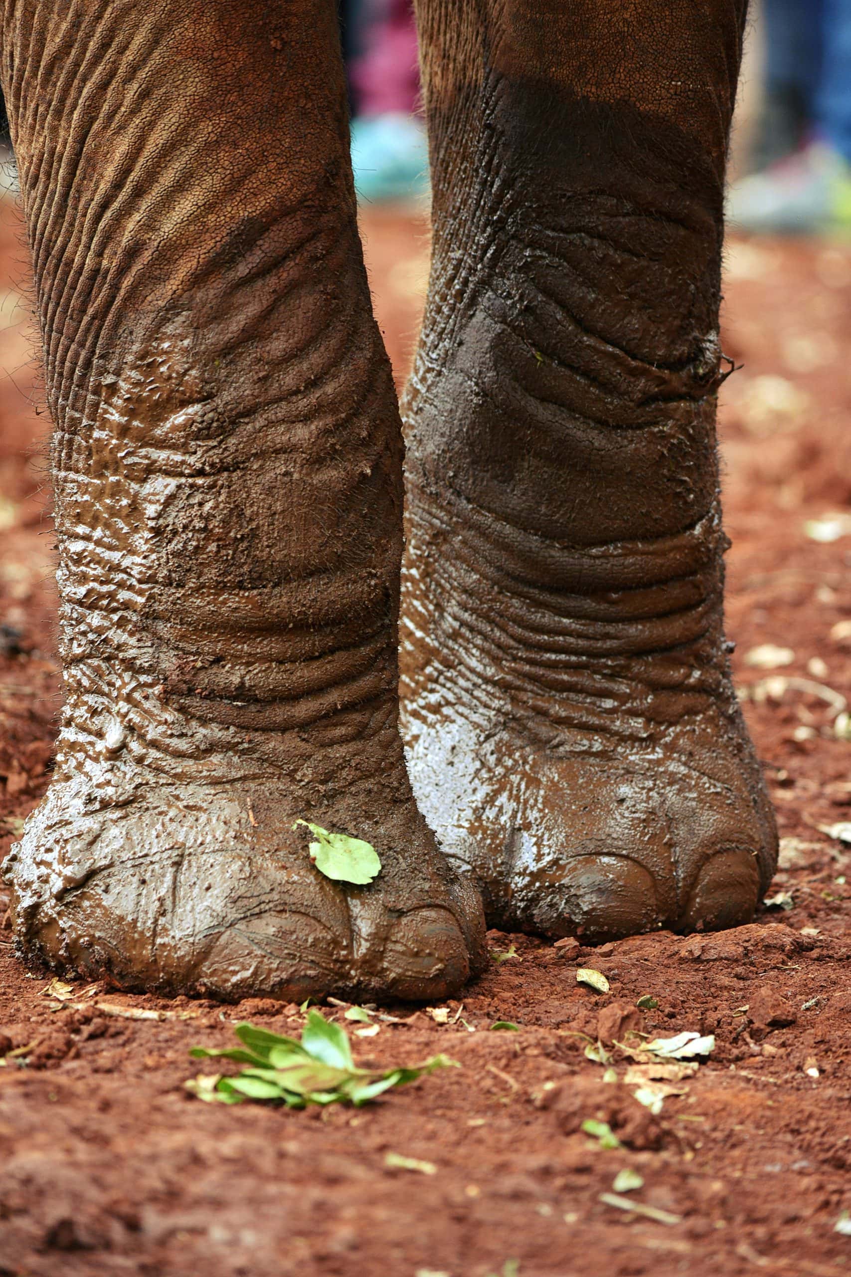 Best Winter Safari Tips